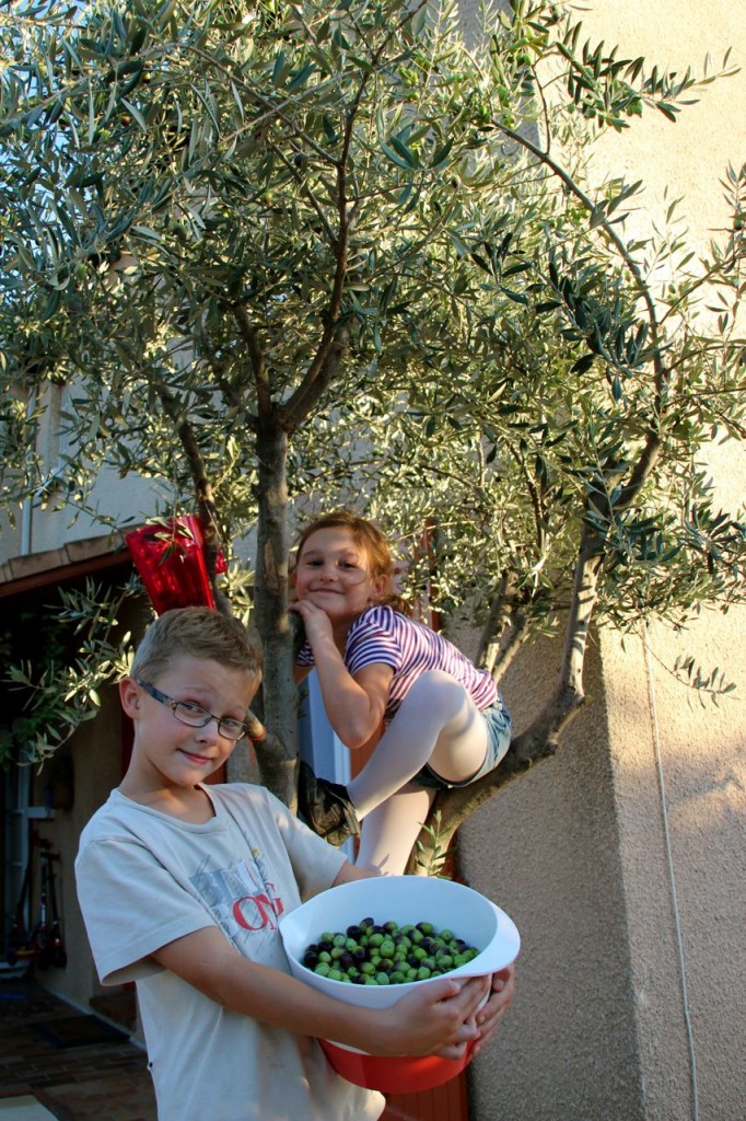 kids picking Olives off our Olive Tree