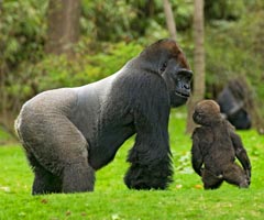 self tours congo gorillas
