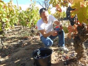 Alfonz harvesting carignan grapes for Domaine Lou Cayla 