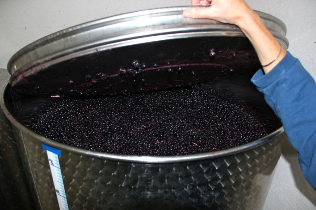 last week grapes are already fermenting 