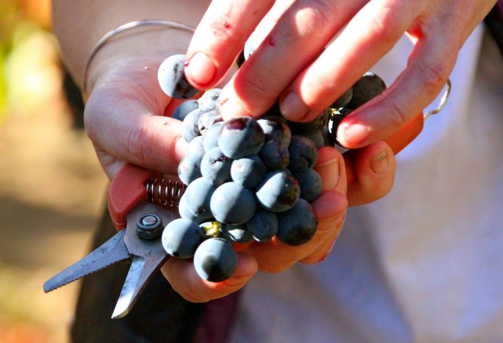 only the best grapes go into the carignan 