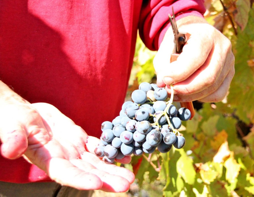 Late Carignan grape harvest 