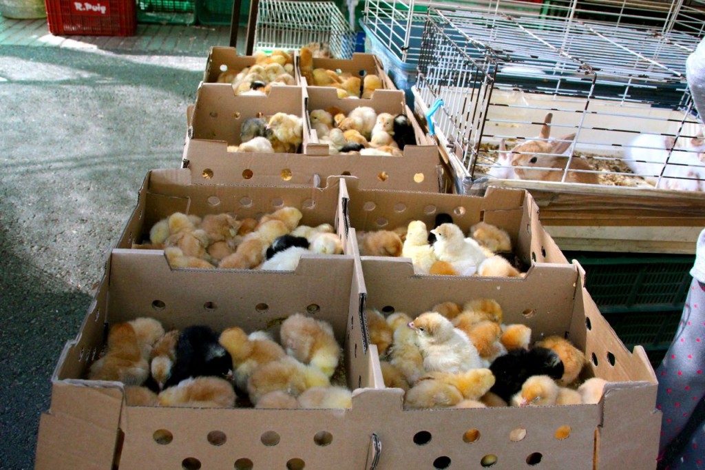 hundreds of chicks on the Rambla, market day