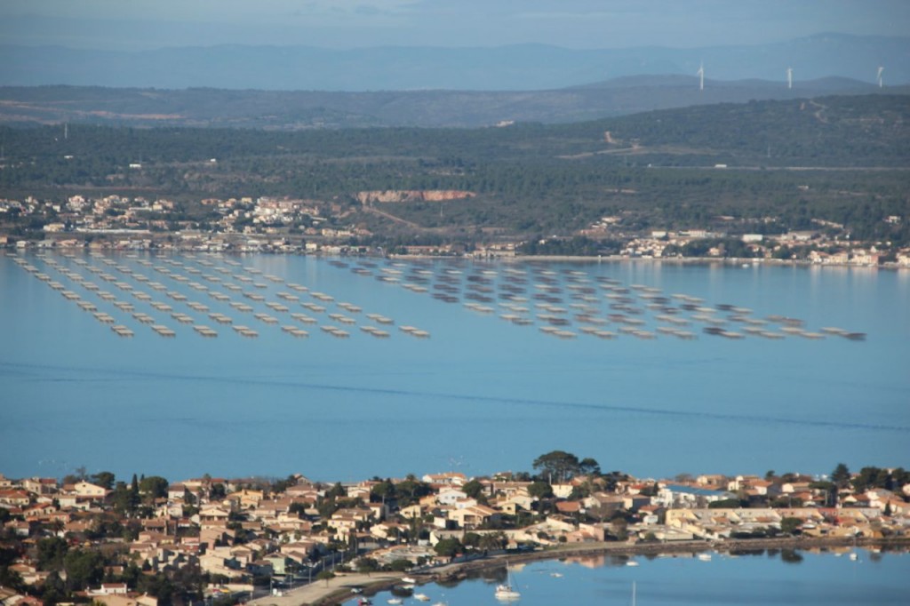 Oyster and Mussel Farms in Sete