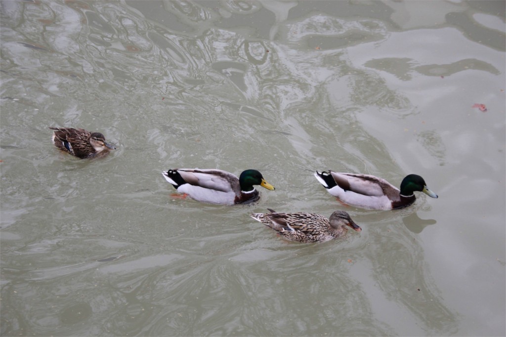 Ducks Canal du Midi 