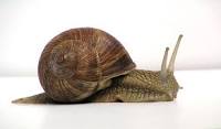 Snail pace change 