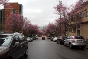 Blossoming cherry trees 