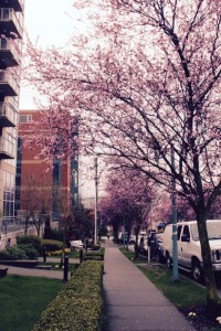 Blossoming cherry trees vancouver 
