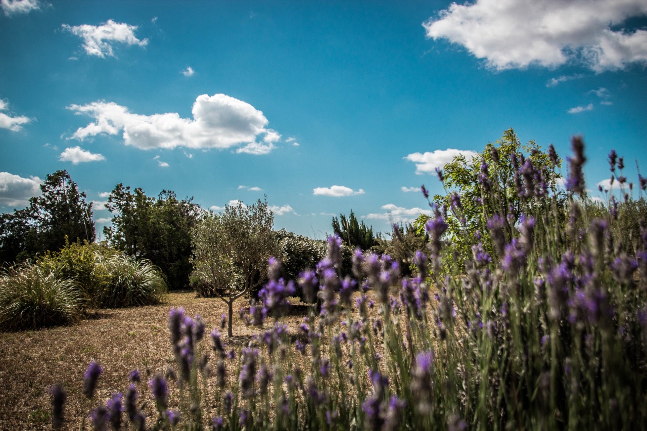 southern france - lavenders 
